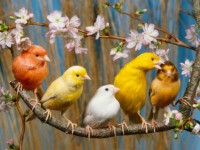 /album/photo-gallery-homepage/group-colorful-birds-jpg/